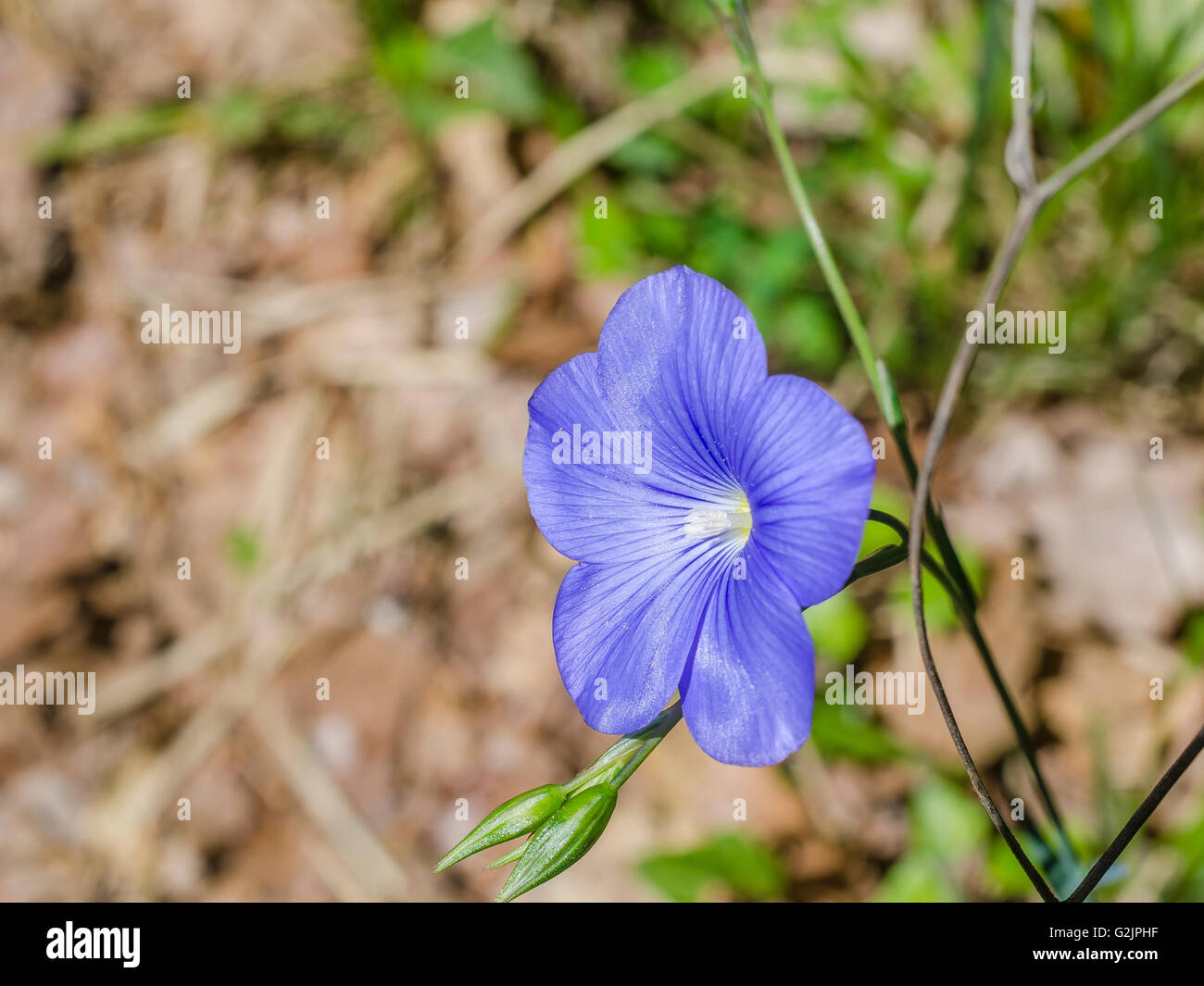 FORET DE STE BAUME, LIN DE NARBONNE, VAR 83 FRANCE Banque D'Images