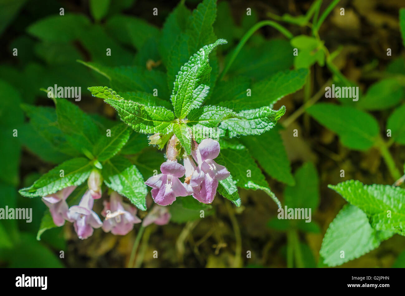 FORET DE STE BAUME, MELITE A FEUILLES DE MELISSE, VAR 83 FRANCE Banque D'Images