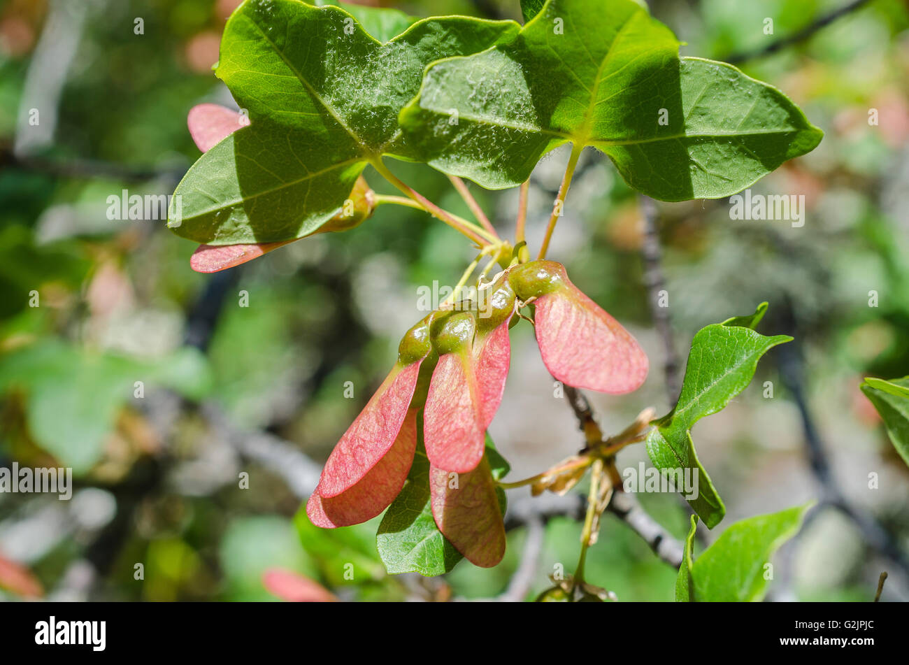 FORET DE STE BAUME, FRUIT D'ERABLE DE MONTPELLIER, VAR 83 FRANCE Banque D'Images