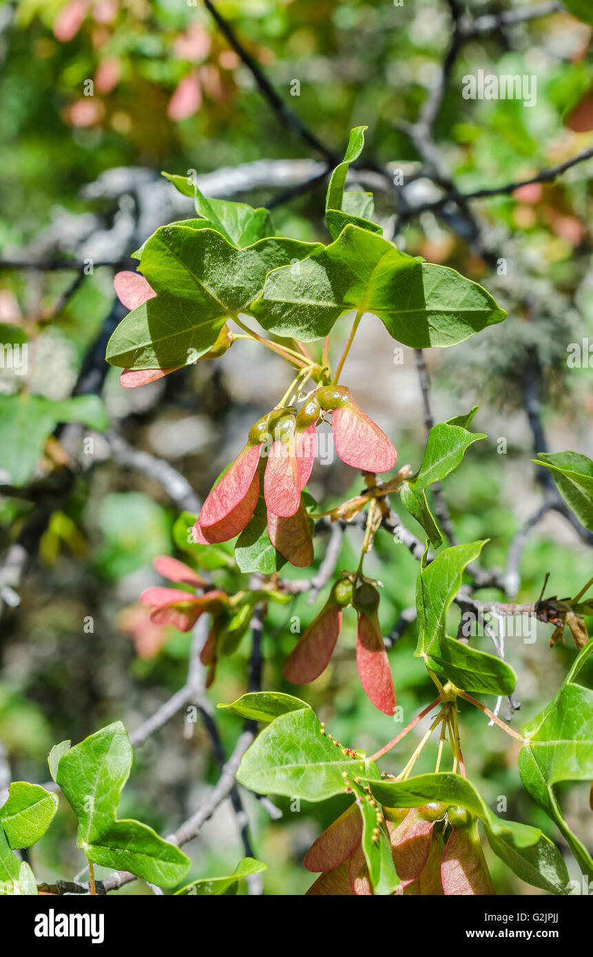 FORET DE STE BAUME, FRUIT D'ERABLE DE MONTPELLIER, VAR 83 FRANCE Banque D'Images