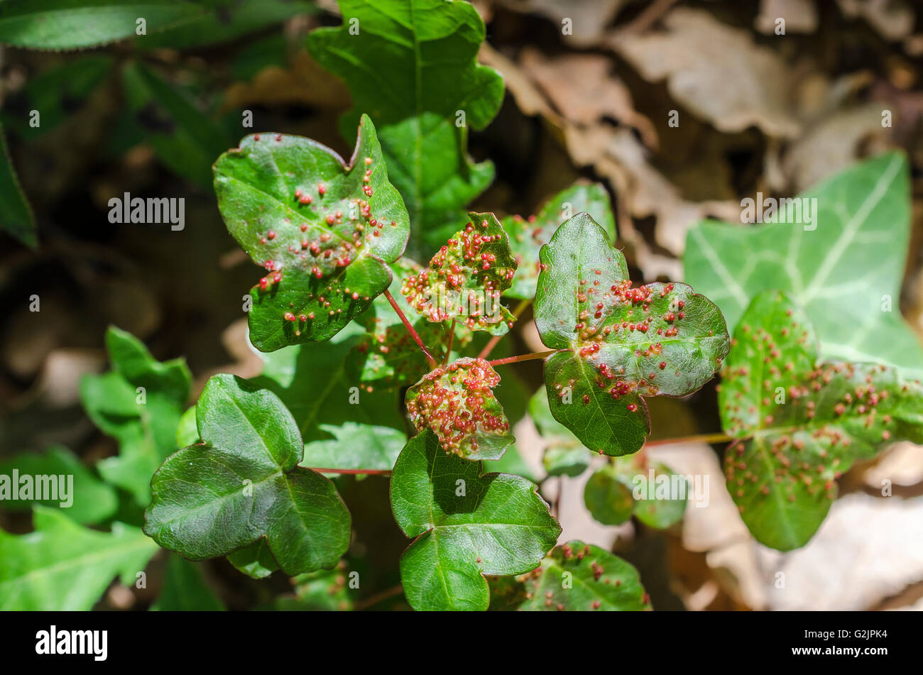 FORET DE STE BAUME, ERABLE DE MONTPELLIER PARASITE, VAR 83 FRANCE Banque D'Images