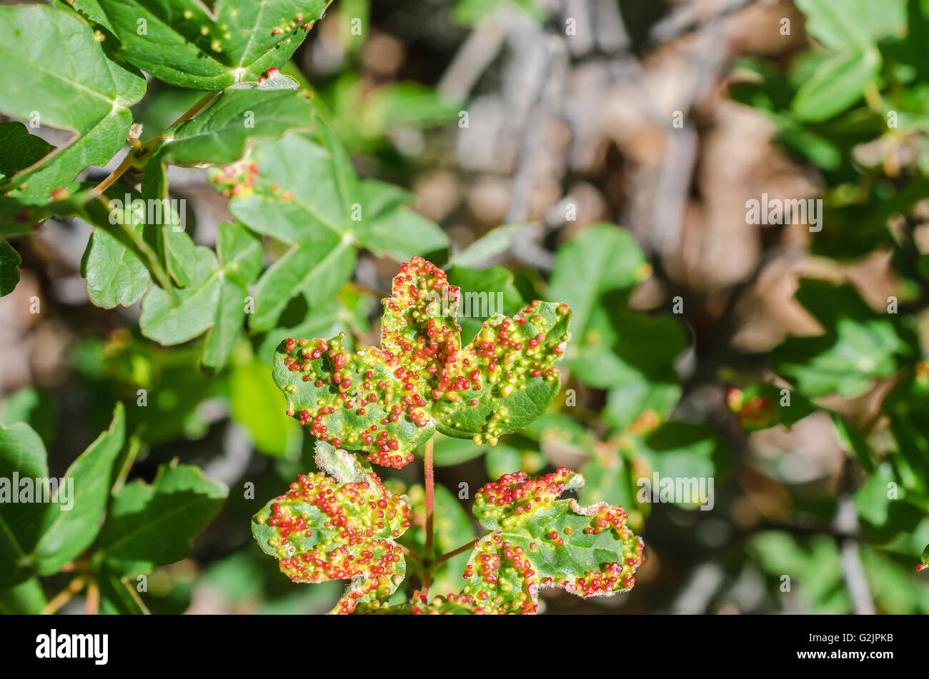 FORET DE STE BAUME, ERABLE DE MONTPELLIER PARASITE, VAR 83 FRANCE Banque D'Images