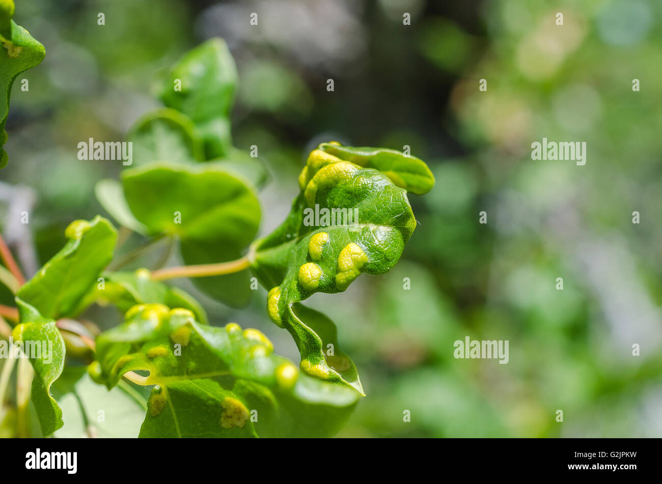 FORET DE STE BAUME, ERABLE DE MONTPELLIER PARASITE, VAR 83 FRANCE Banque D'Images