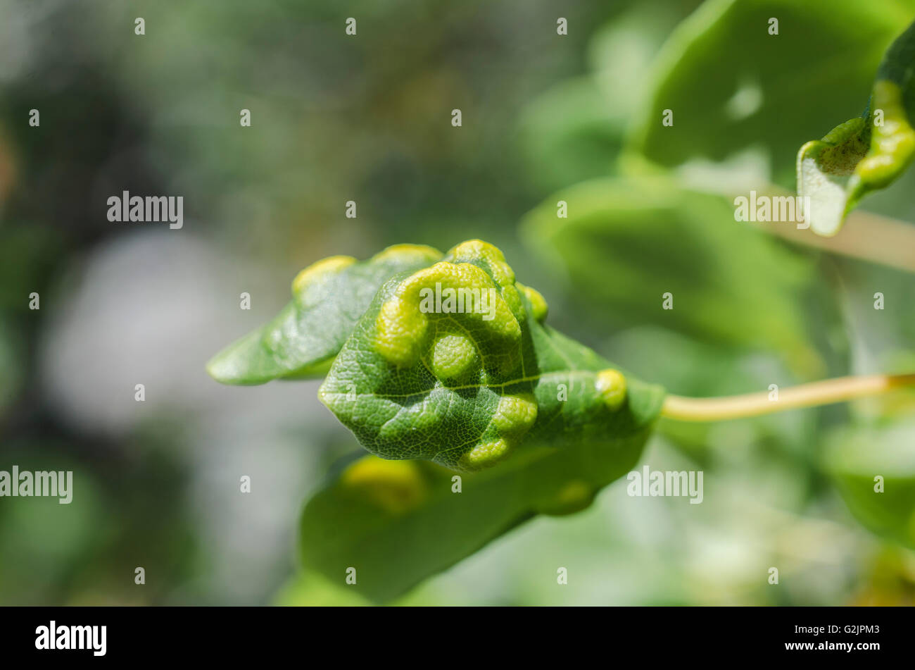 FORET DE STE BAUME, ERABLE DE MONTPELLIER PARASITE, VAR 83 FRANCE Banque D'Images