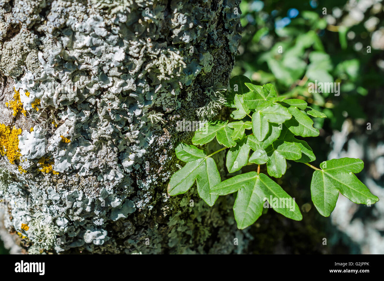 FORET DE STE BAUME, LICHEN ET ERABLE DE MONTPELLIER, VAR 83 FRANCE Banque D'Images
