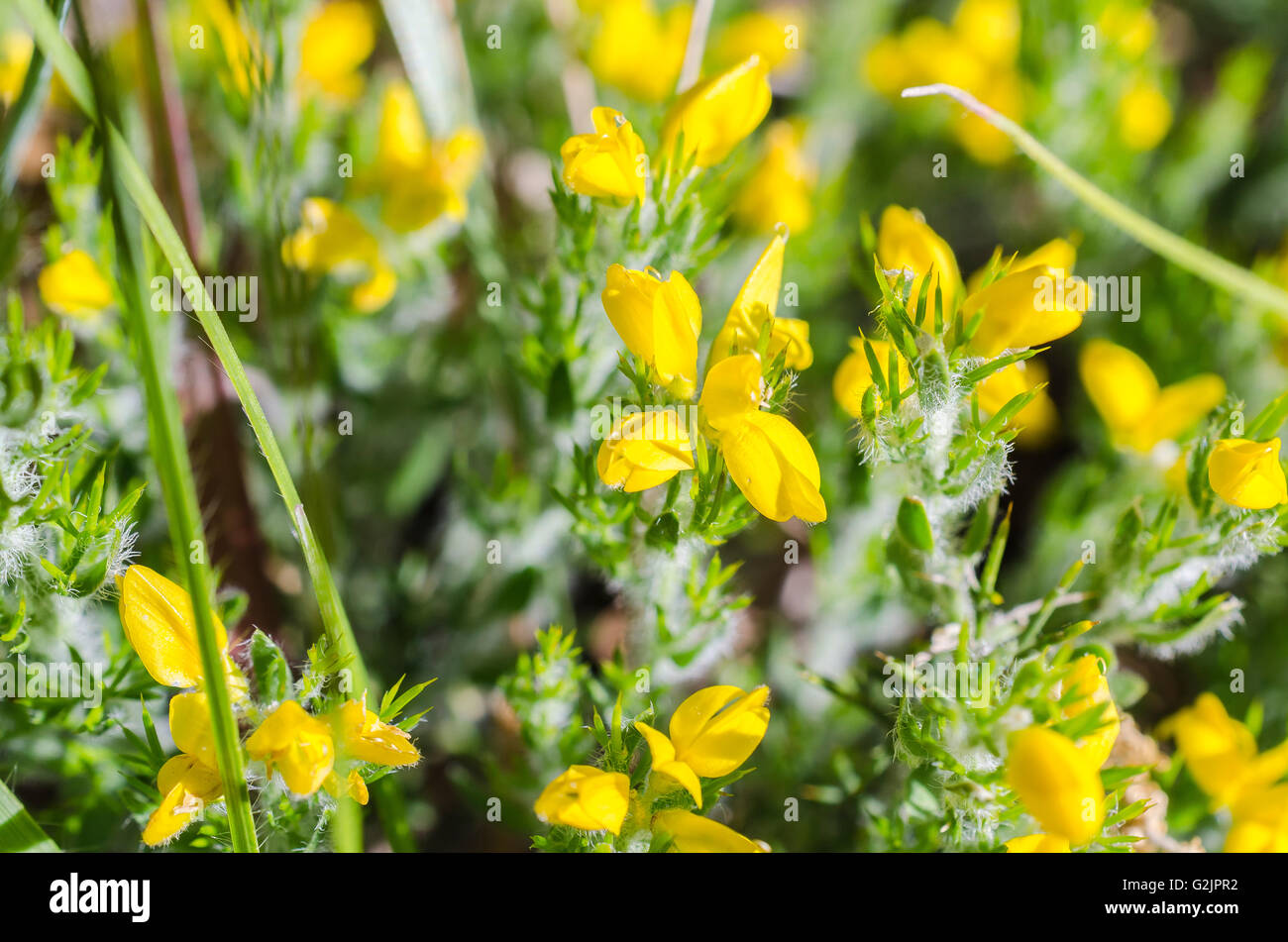 FORET DE STE BAUME, GENET D'ESPAGNE, VAR 83 FRANCE Banque D'Images