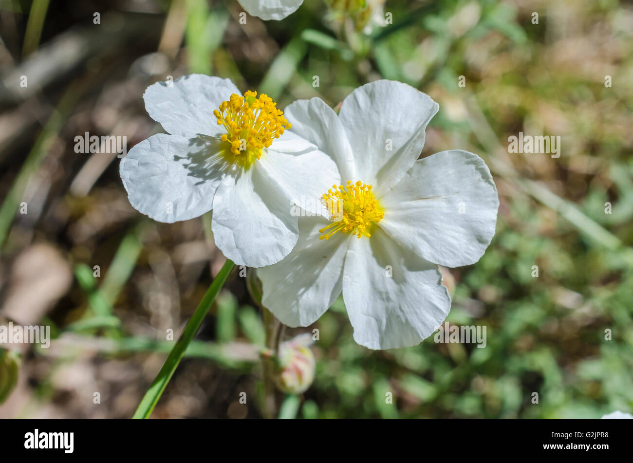 FORET DE STE BAUME, CISTE A FEUILLES DE SAUGE, VAR 83 FRANCE Banque D'Images