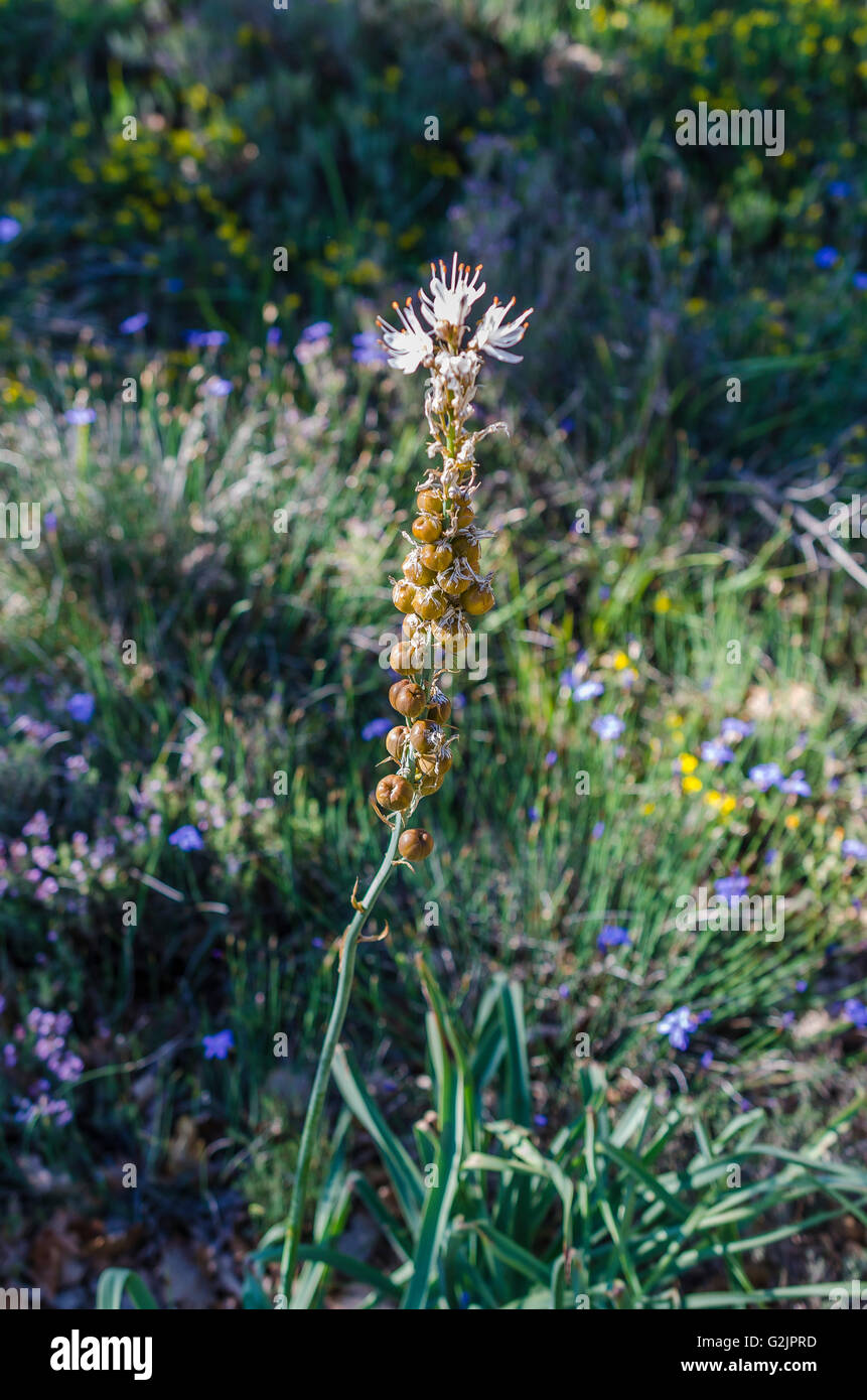 FORET DE STE BAUME, ASPHODELE PORTE CERISES, VAR 83 FRANCE Banque D'Images