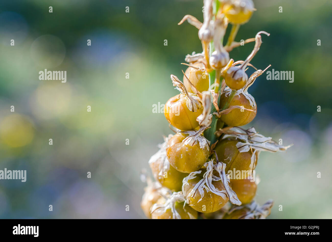 FORET DE STE BAUME, ASPHODELE PORTE CERISES, VAR 83 FRANCE Banque D'Images