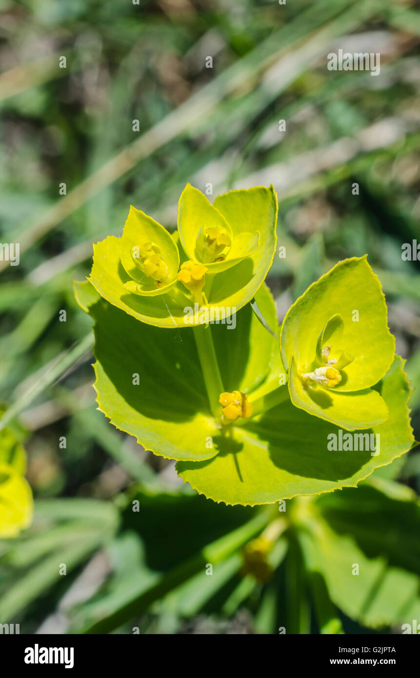 FORET DE STE BAUME, EUPHORBE DENETO, VAR 83 FRANCE Banque D'Images