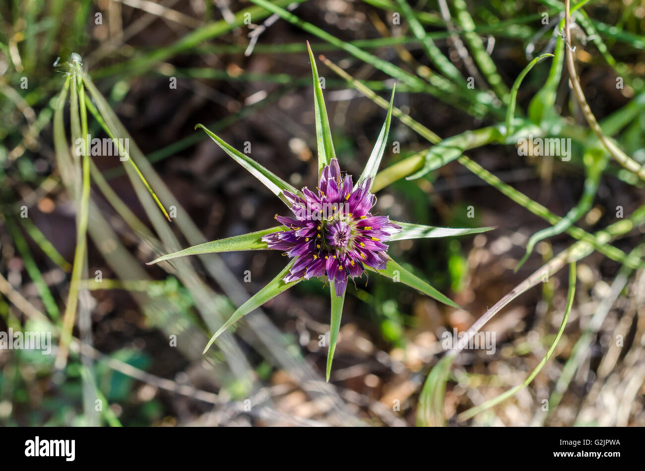 FORET DE STE BAUME, SALSIFIS A FEUILLES DE POIREAU, VAR 83 FRANCE Banque D'Images