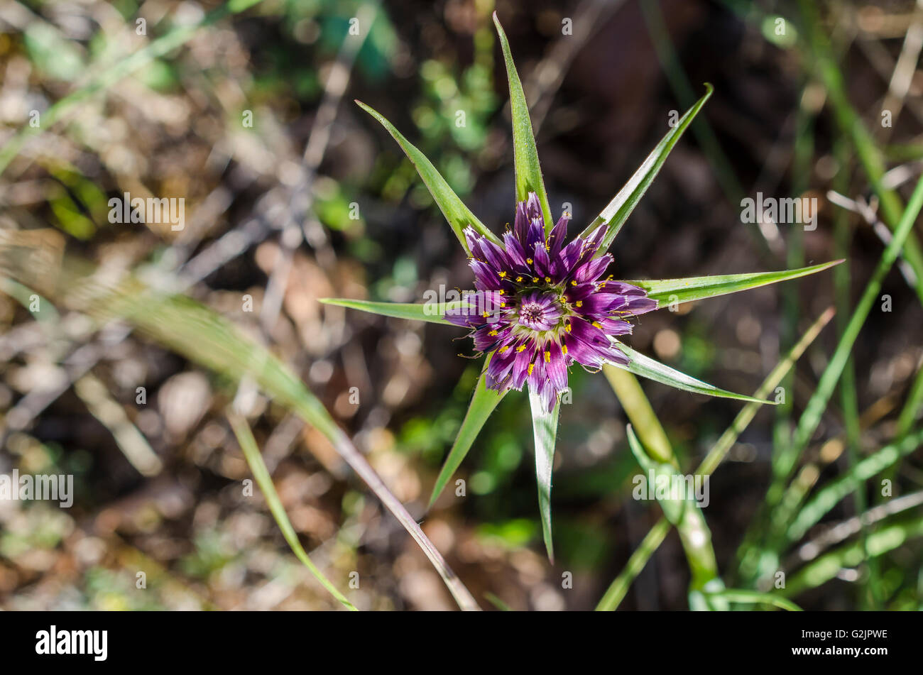 FORET DE STE BAUME, SALSIFIS A FEUILLES DE POIREAU, VAR 83 FRANCE Banque D'Images