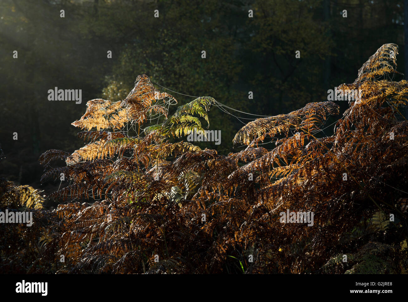 Wild Ferns superbes frondes d'or à l'automne de rétroéclairage de Cannock Chase Zone de Beauté Naturelle Exceptionnelle Staffordshire Banque D'Images