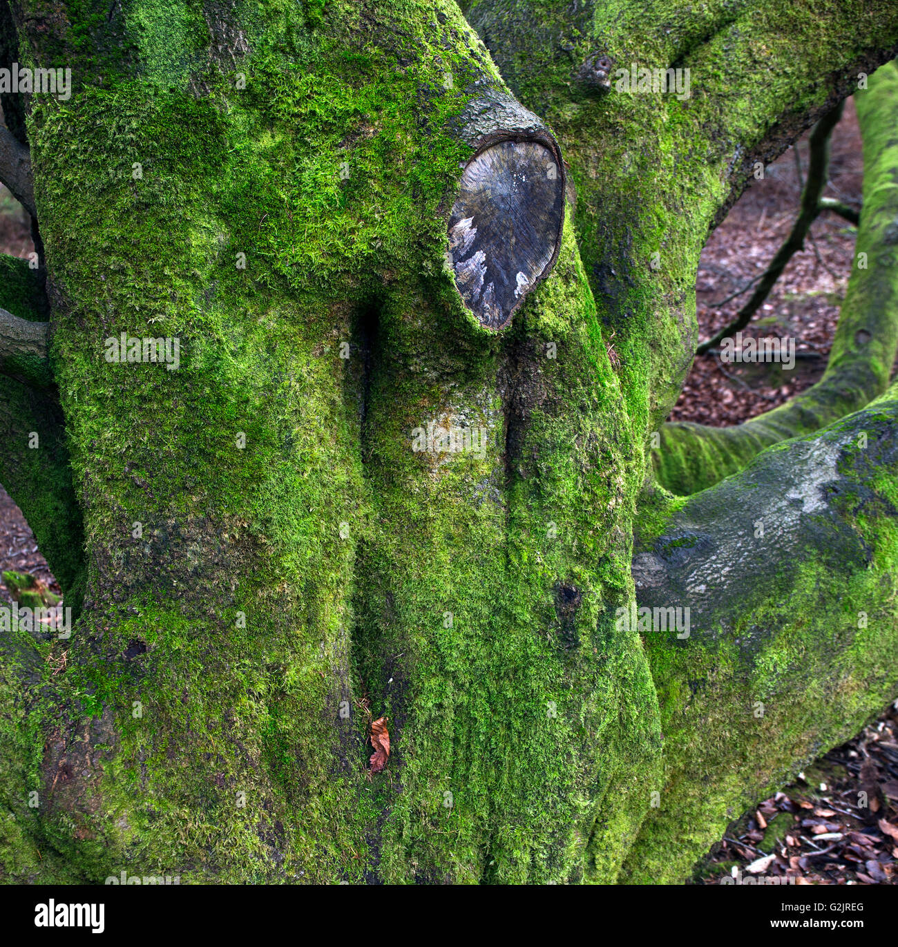 Tronc d'arbre de chêne couverte de mousse en hiver près de Castle Ring, Cannock Chase AONB Région d'une beauté naturelle à l'automne de Stafford Banque D'Images