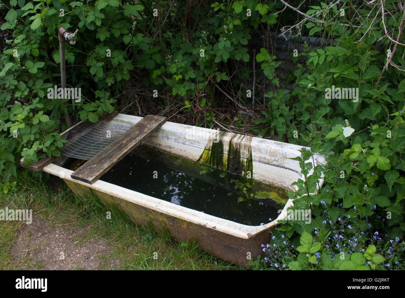 Une vieille baignoire recueille l'eau d'un robinet rouillé à l'attribution. Banque D'Images