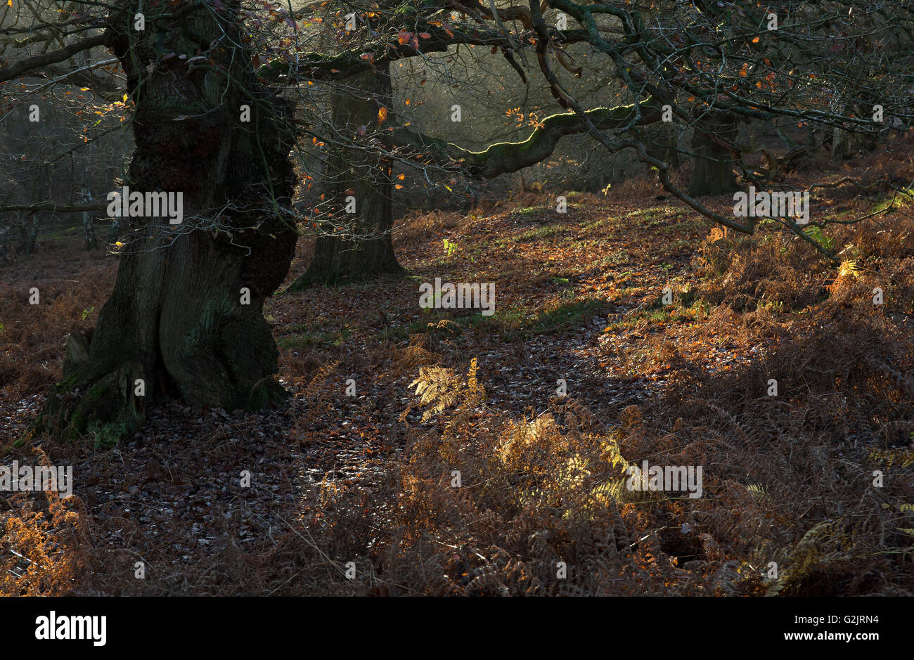 L'ancienne forêt de chênes en hiver à Brocton sur Cannock Chase AONB Salon de beauté naturelle exceptionnelle dans le Staffordshire England United Banque D'Images
