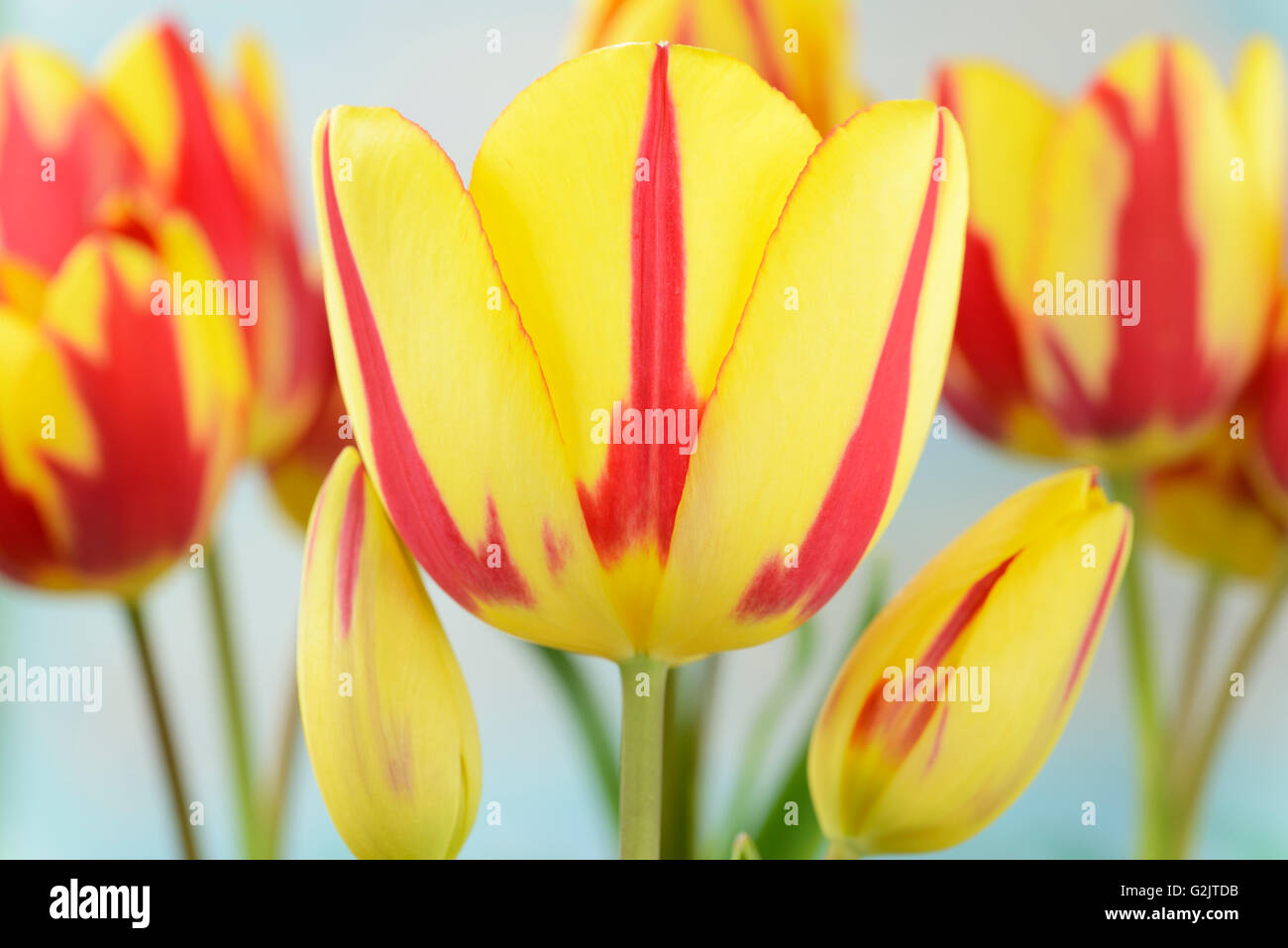 Tulipa 'Color' Spectacle unique multi-flowered tulip fin avril Groupe Banque D'Images