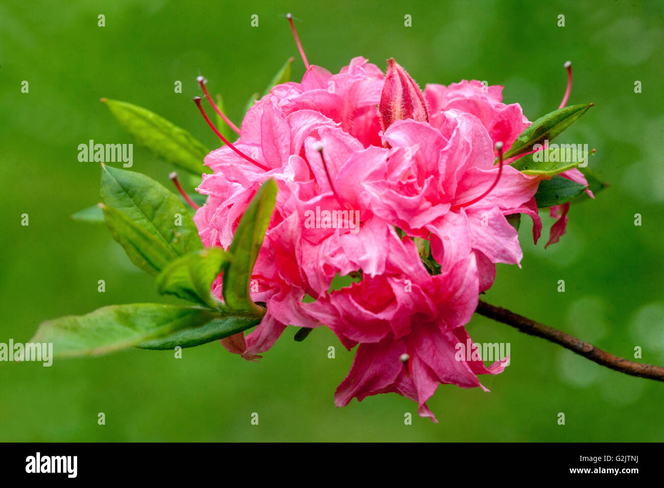 Rhododendron rose, rose fleur fleurs, Close up Banque D'Images