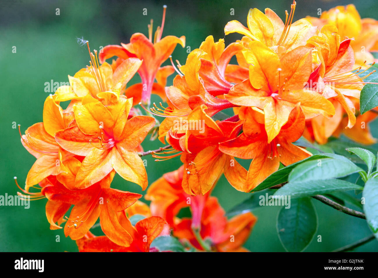 Rhododendron 'Harlequin', fleurs orange, Close up Banque D'Images