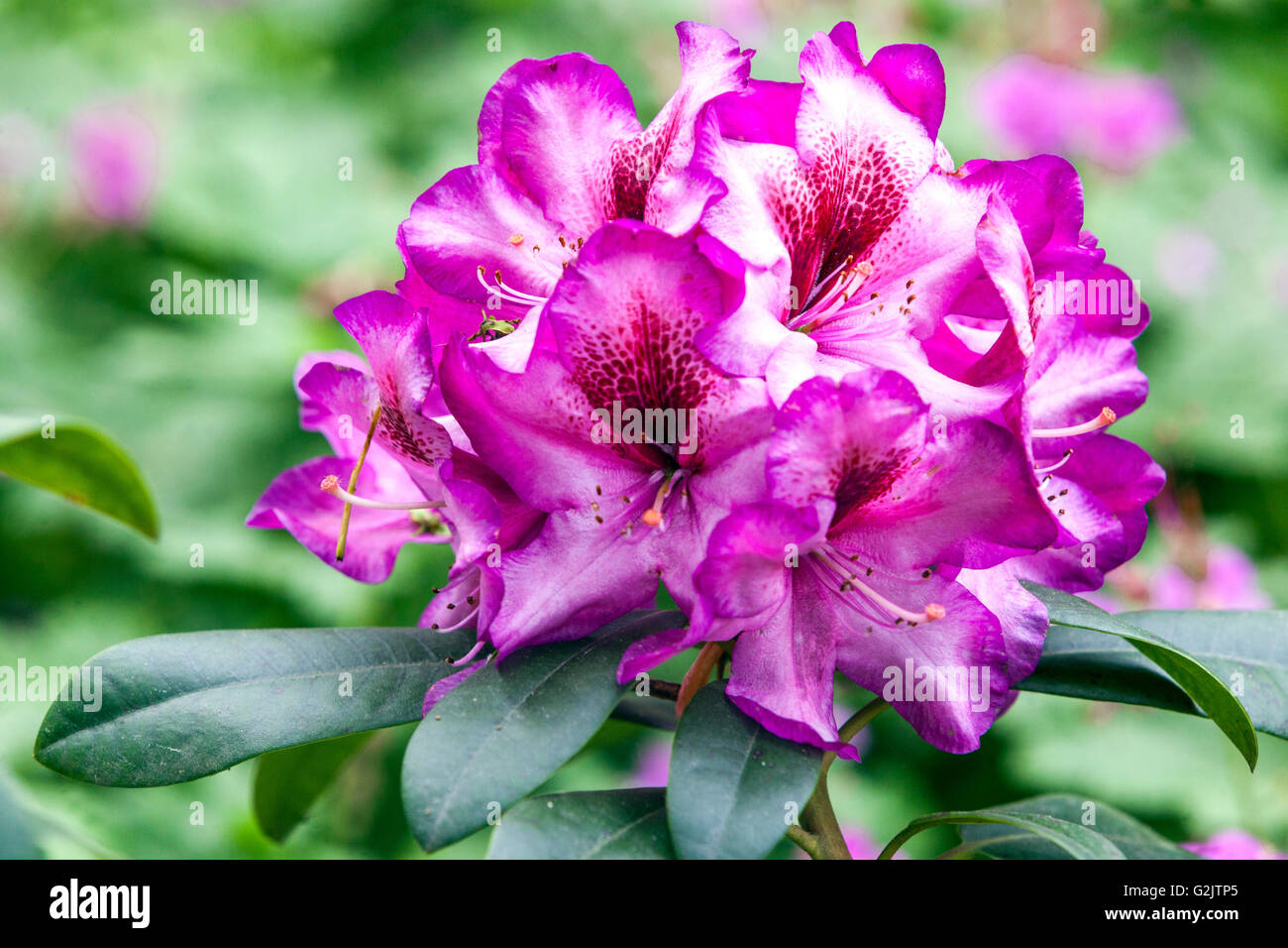 Rhododendron 'Hans Hachmann', la floraison Banque D'Images