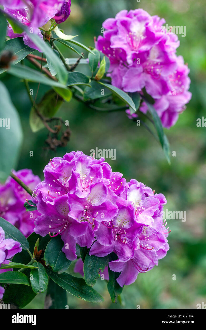 Le rhododendron, la floraison Banque D'Images
