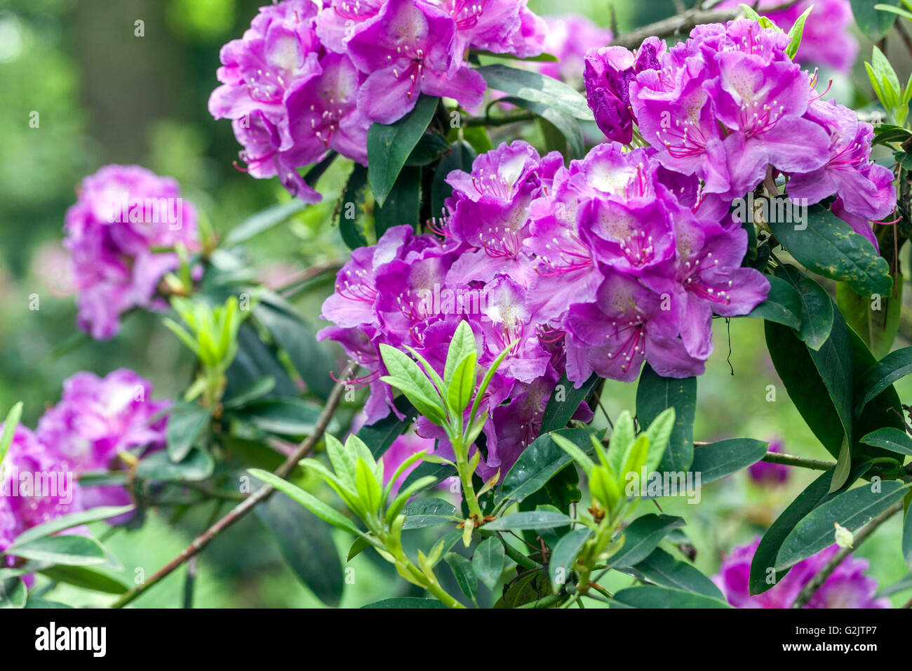 Rhododendron, fleurs, jardin, floraison, arbuste, bleu, Bush, floraison, fleur végétale Banque D'Images