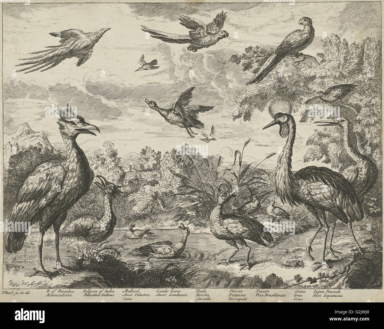 Plusieurs oiseaux dans un paysage, imprimer bouilloire : Jan Griffier je copie après, Francis Barlow, 1655 - 1718 Banque D'Images