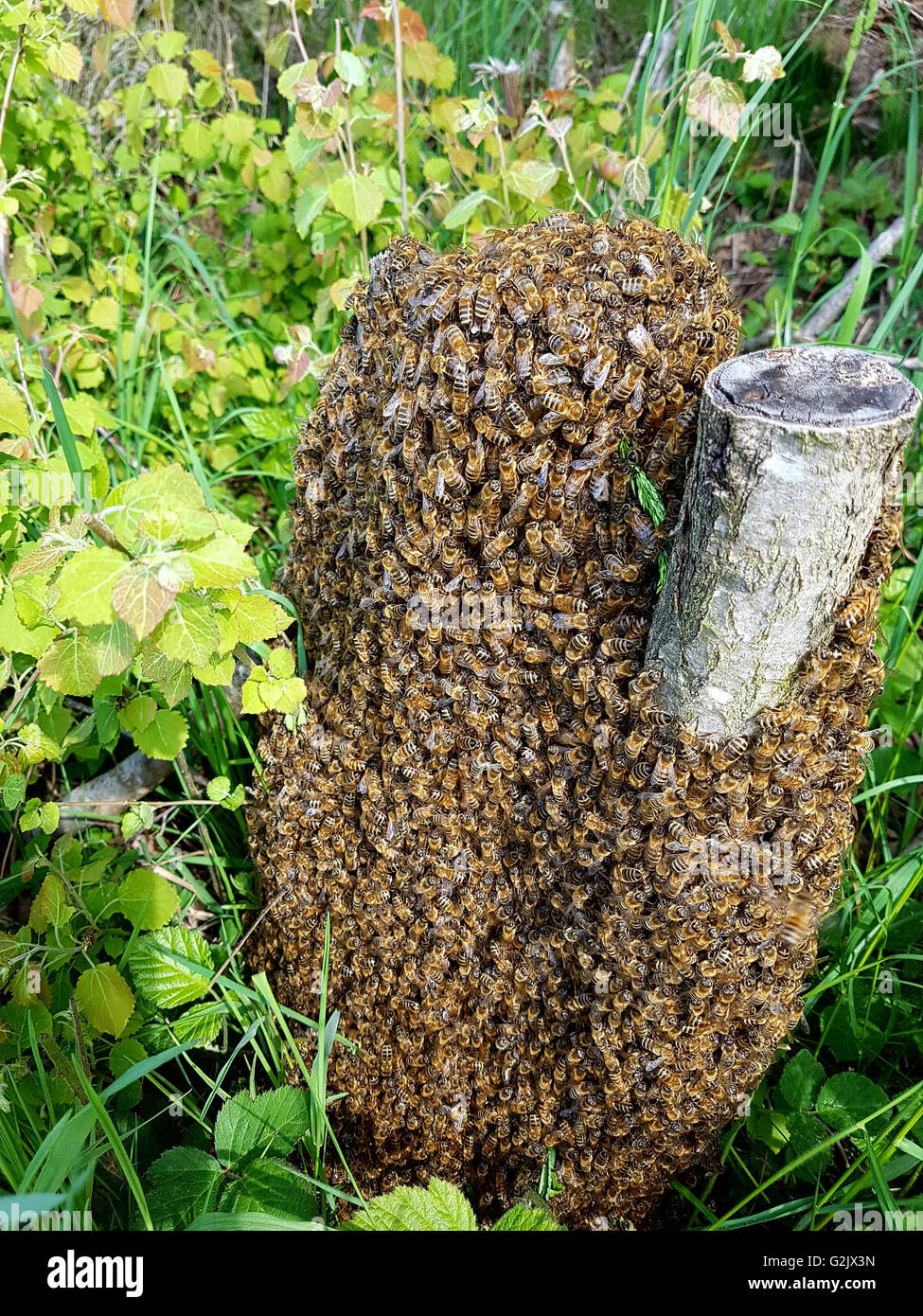 Bienenschwarm, Apis mellifera Bienen, ; Banque D'Images