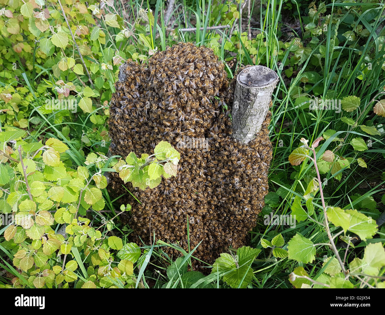 Bienenschwarm, Apis mellifera Bienen, ; Banque D'Images