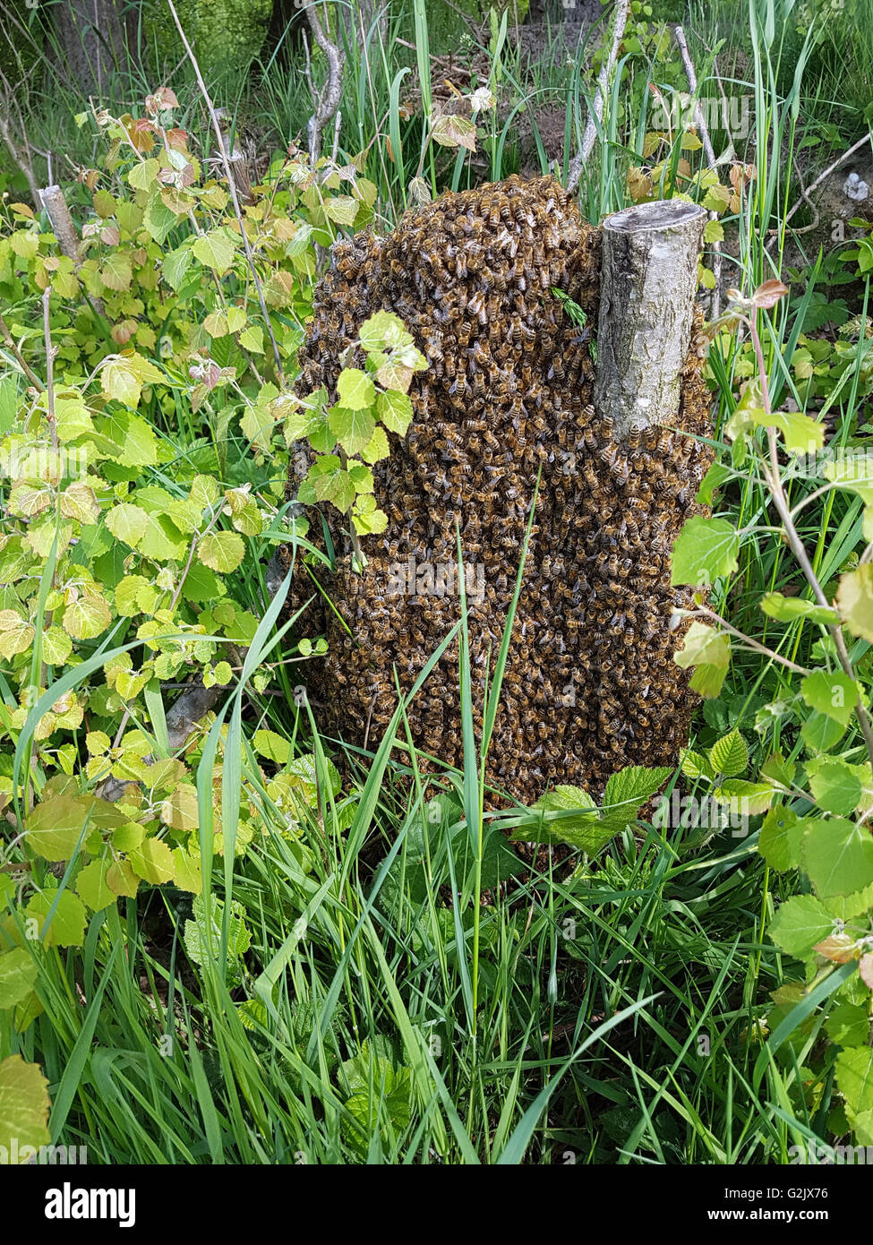 Bienenschwarm, Apis mellifera Bienen, ; Banque D'Images