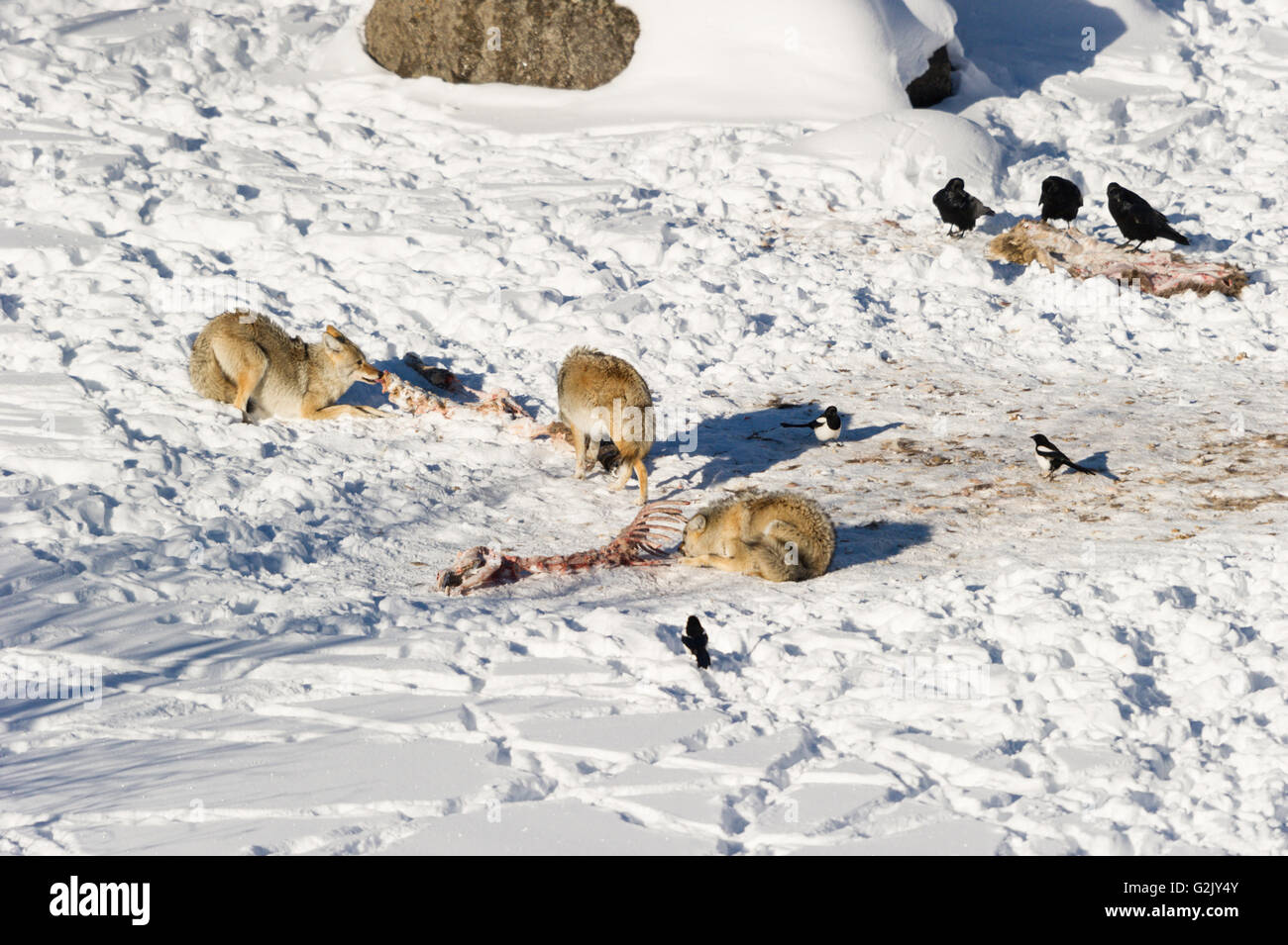 Le Coyote (Canis latrans), se nourrissant de tuer de Lamar Valley National Park Yellowstone, Montana, Lamar Valley . Banque D'Images