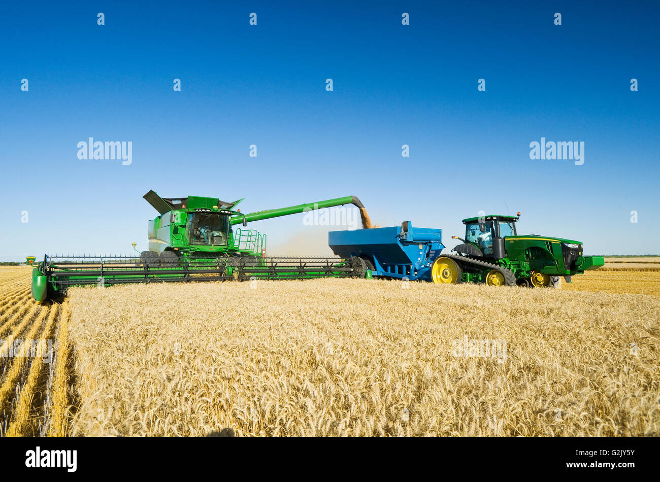 Une moissonneuse-batteuse de blé d'hiver de récoltes pendant le déchargement dans un wagon de grain (grain panier) sur rendez-vous près de Niverville Manitoba Canada Banque D'Images
