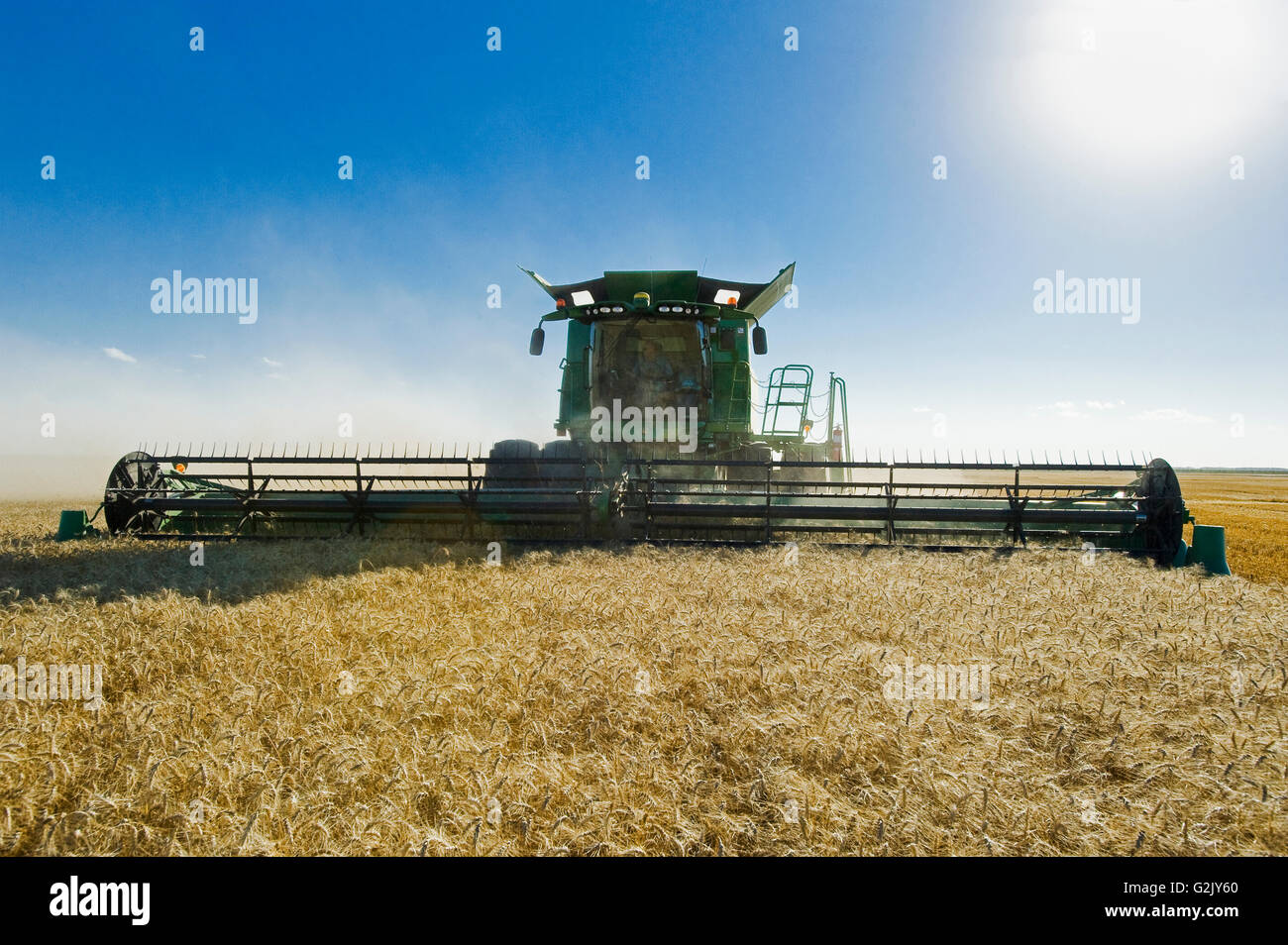 Une moissonneuse-batteuse récoltes de blé d'hiver , près de Niverville, au Manitoba, Canada Banque D'Images