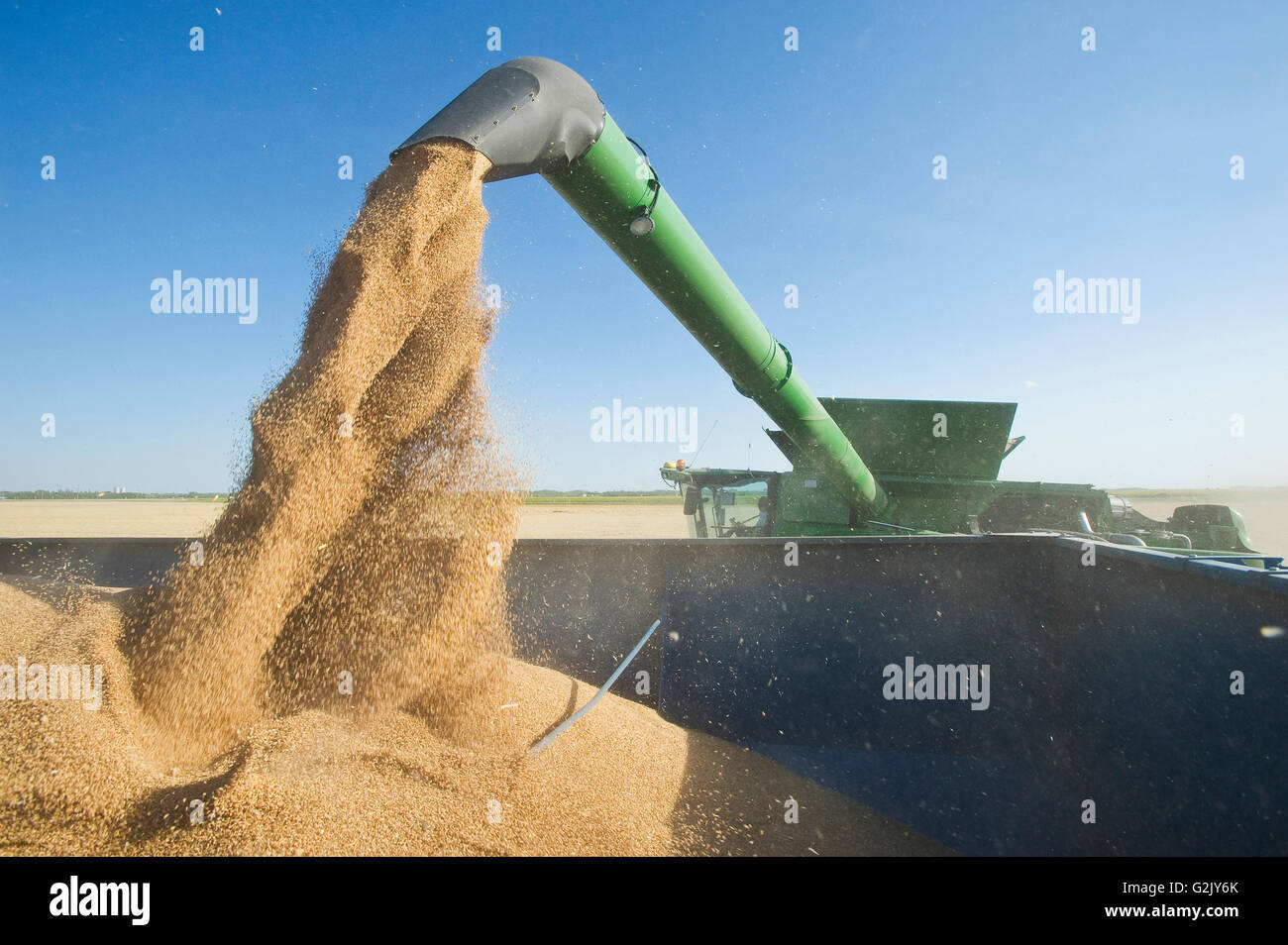Une moissonneuse-batteuse de blé d'hiver de récoltes pendant le déchargement dans un wagon de grain (grain panier) sur rendez-vous près de Niverville Manitoba Canada Banque D'Images