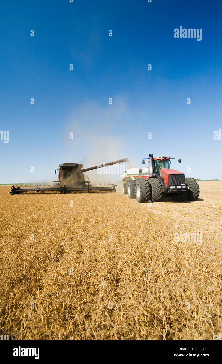 Une moissonneuse-batteuse en pois jaune vis sans fin dans un wagon de grain sur rendez-vous au cours de la récolte de pois jaune près de Winnipeg, Manitoba Banque D'Images