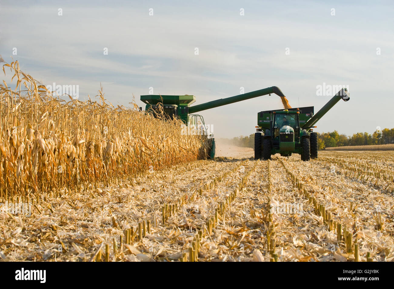 Une moissonneuse-batteuse se jette dans un wagon de grain sur le rendez-vous au cours de la récolte de maïs-grain/alimentation, près de Niverville, au Manitoba, Canada Banque D'Images