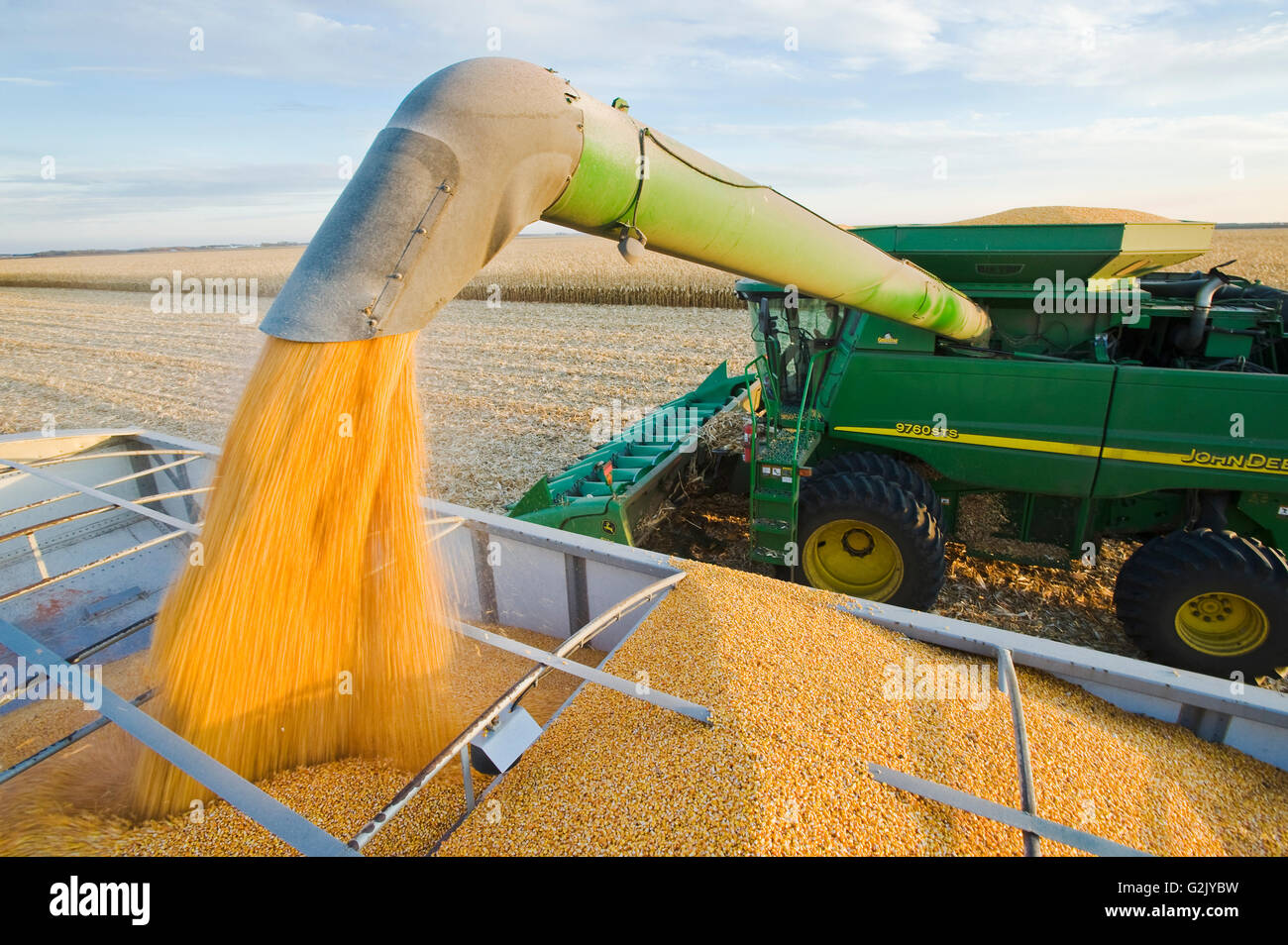 Une moissonneuse-batteuse se jette dans un wagon de grain sur le rendez-vous au cours de la récolte de maïs-grain/alimentation, près de Niverville, au Manitoba, Canada Banque D'Images