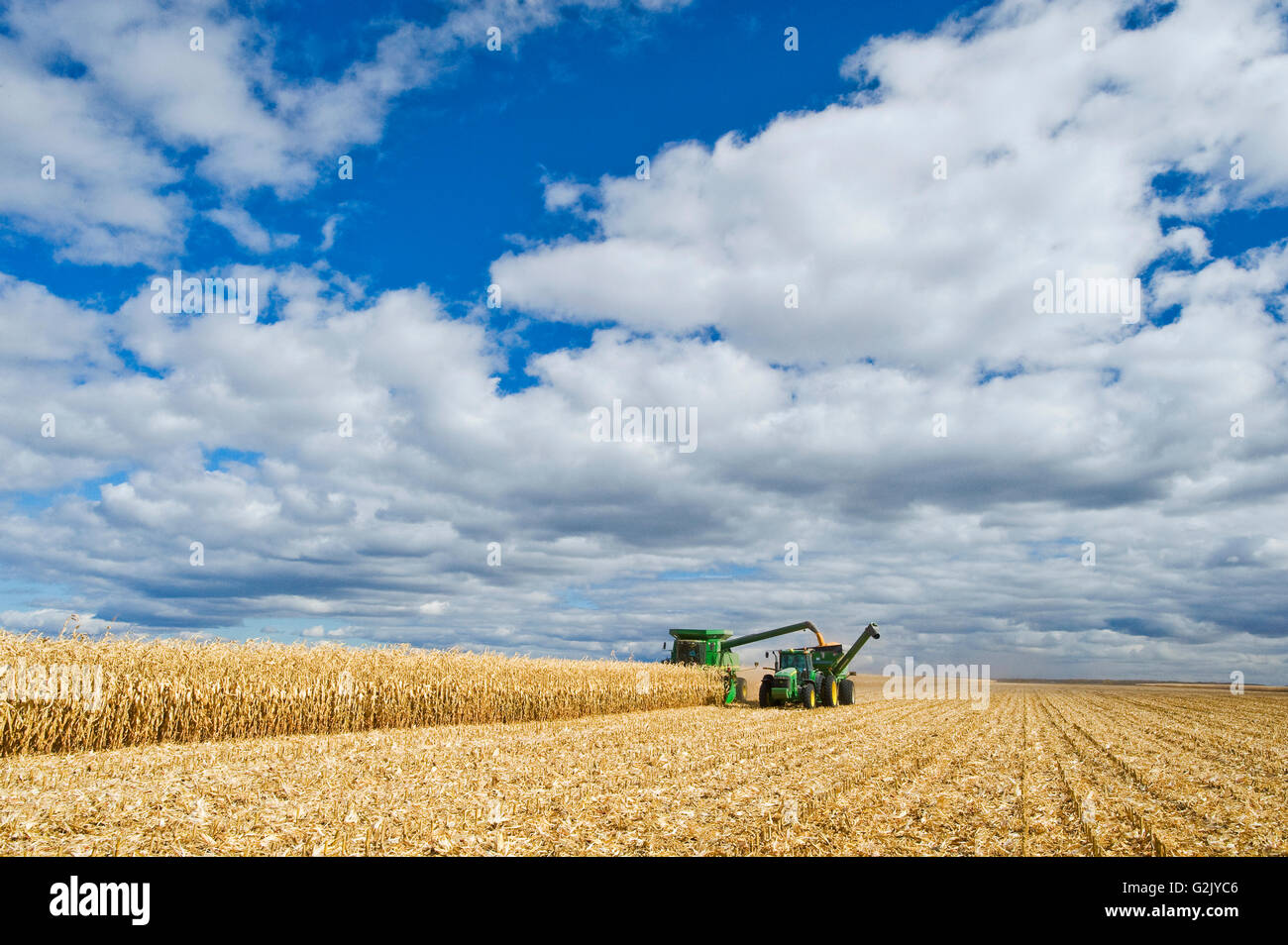 Une moissonneuse-batteuse se jette dans un wagon de grain sur le rendez-vous au cours de la récolte de maïs-grain/alimentation, près de Niverville, au Manitoba, Canada Banque D'Images