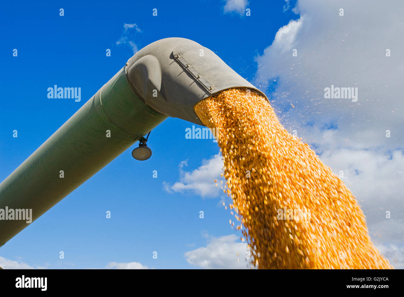 Une moissonneuse-batteuse se jette dans un wagon de grain sur le rendez-vous au cours de la récolte de maïs-grain/alimentation, près de Niverville, au Manitoba, Canada Banque D'Images