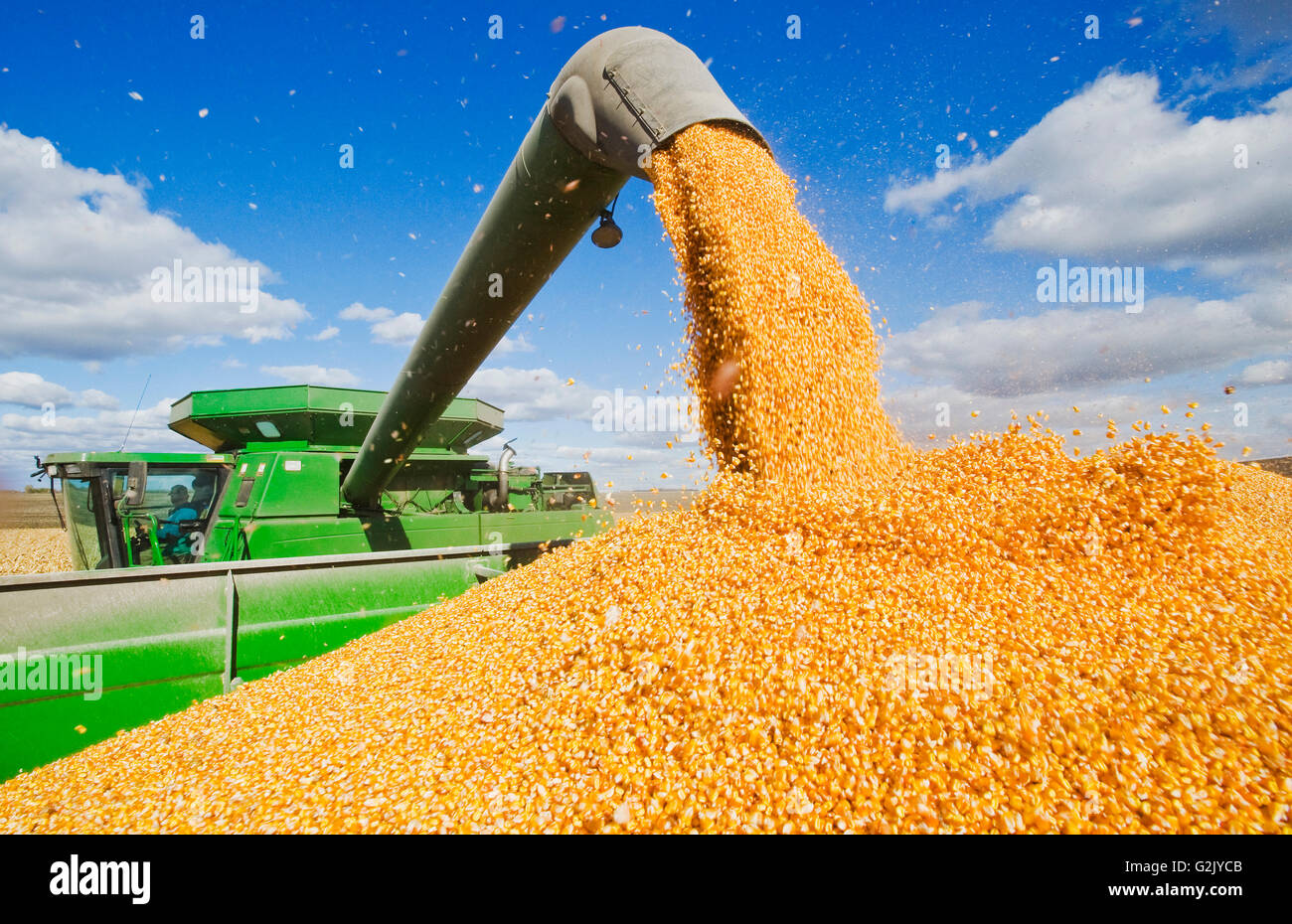 Une moissonneuse-batteuse se jette dans un wagon de grain sur le rendez-vous au cours de la récolte de maïs-grain/alimentation, près de Niverville, au Manitoba, Canada Banque D'Images