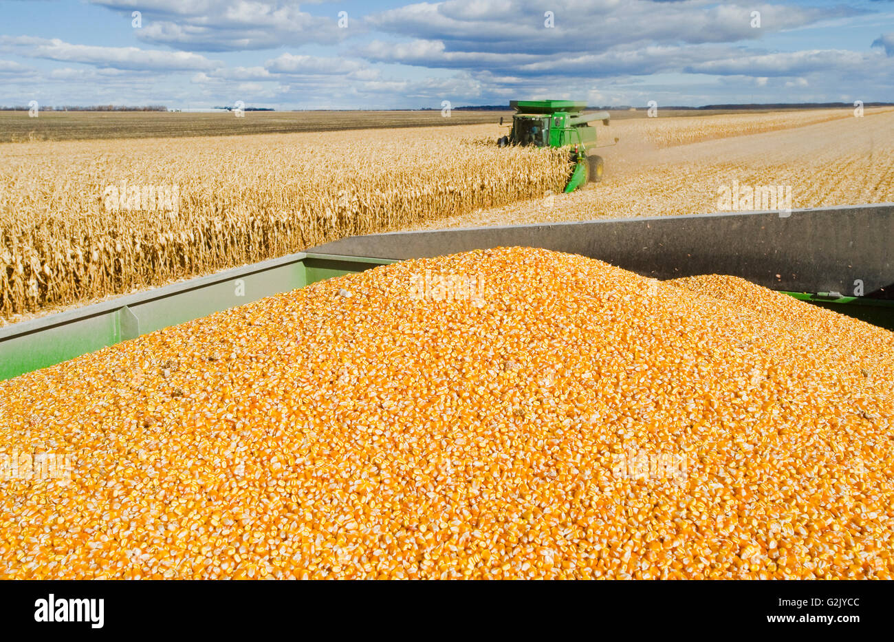 Une moissonneuse-batteuse se jette dans un wagon de grain sur le rendez-vous au cours de la récolte de maïs-grain/alimentation, près de Niverville, au Manitoba, Canada Banque D'Images