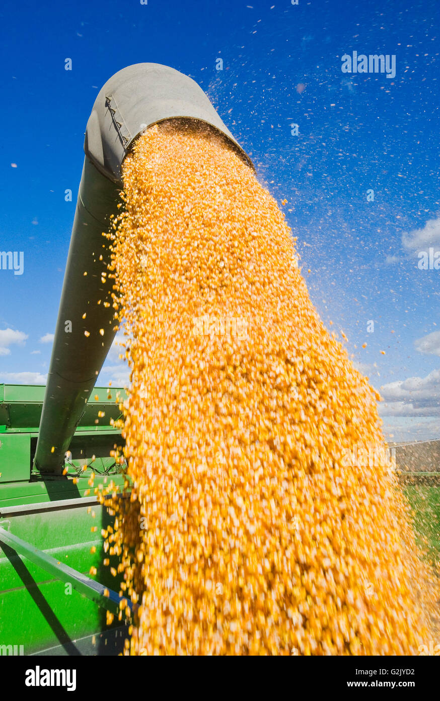 Une moissonneuse-batteuse se jette dans un wagon de grain sur le rendez-vous au cours de la récolte de maïs-grain/alimentation, près de Niverville, au Manitoba, Canada Banque D'Images