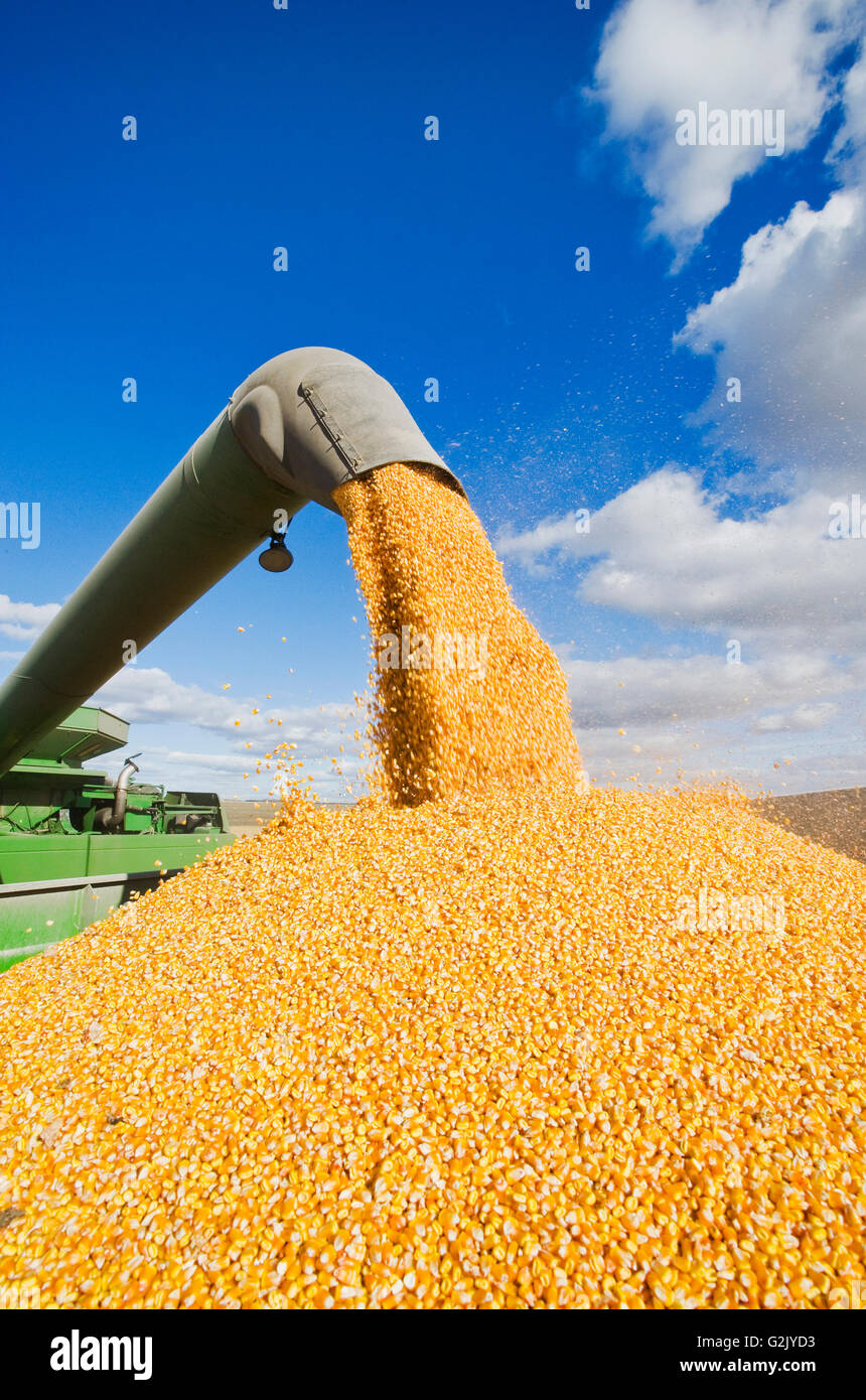 Une moissonneuse-batteuse se jette dans un wagon de grain sur le rendez-vous au cours de la récolte de maïs-grain/alimentation, près de Niverville, au Manitoba, Canada Banque D'Images