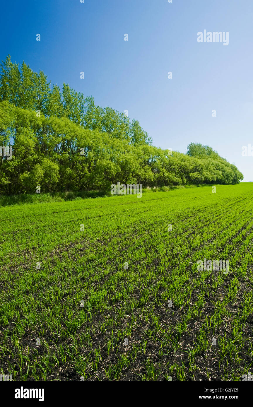 Un champ d'orge en début de croissance, Manitoba, Canada Banque D'Images