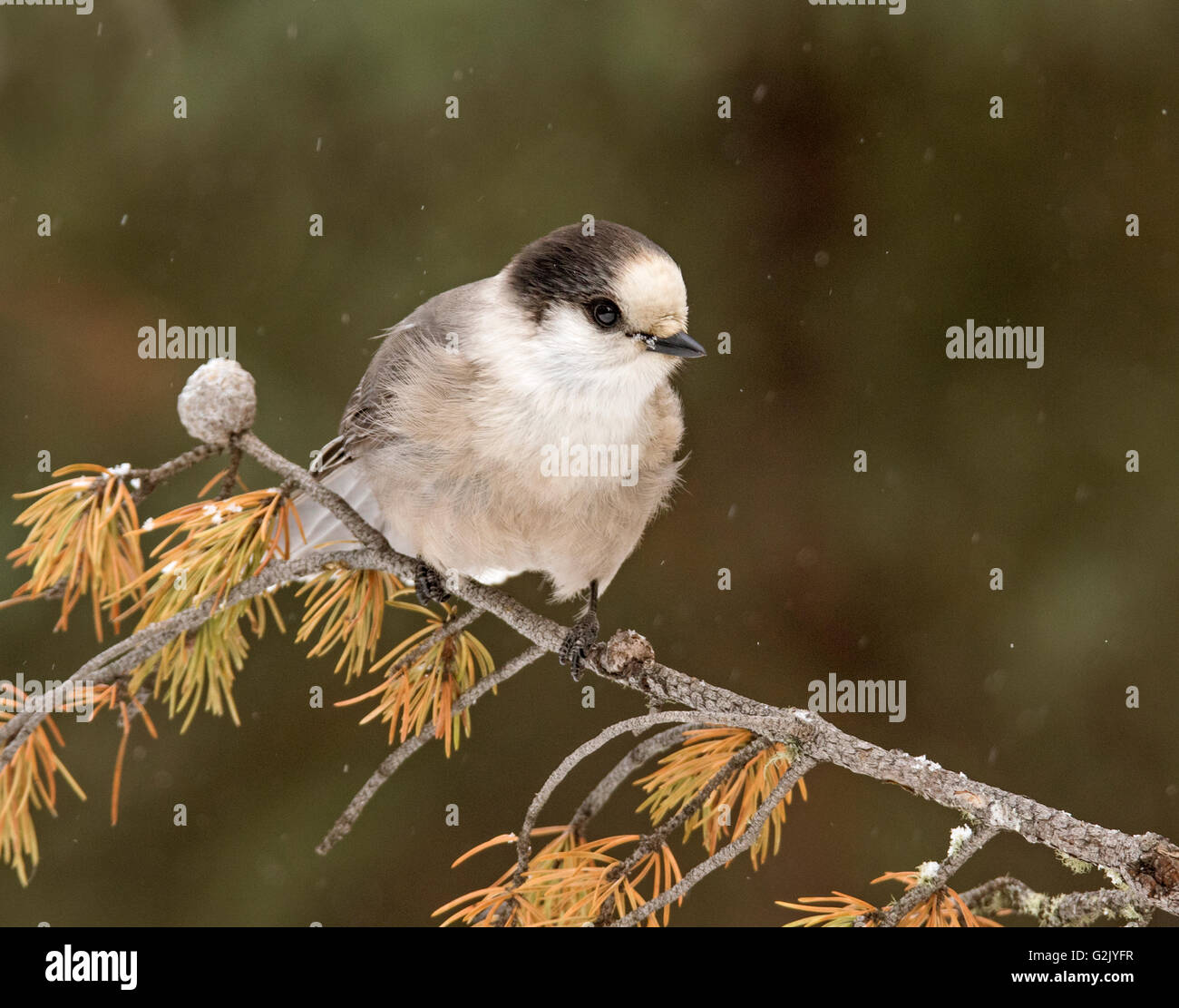 Le Mésangeai du Canada (Perisoreus canadensis), mésangeai du Canada, également jay ou whiskey jack Banque D'Images