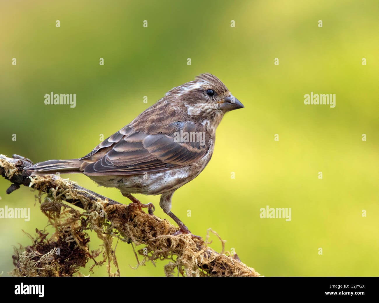 Le roselin pourpré (Haemorhous purpureus) est un oiseau de la famille des Fringillidae,. Banque D'Images