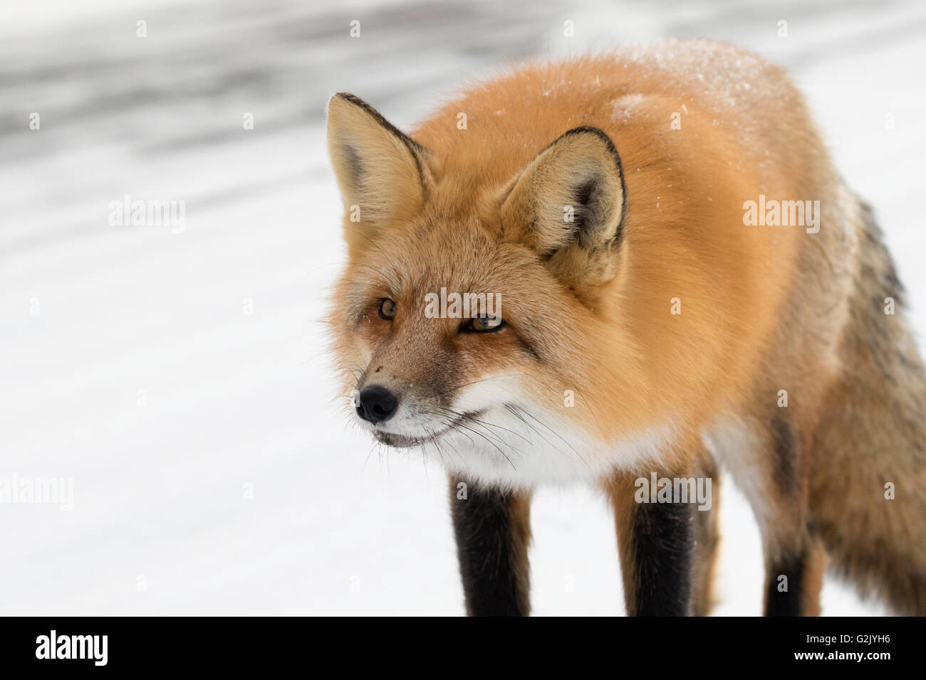 Le renard roux (Vulpes vulpes),, est la plus grande de la véritable les ...