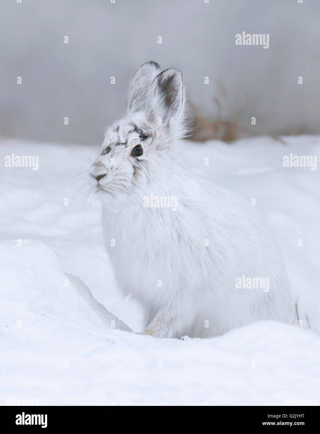 Le lièvre (Lepus americanus), aussi appelé le lièvre variable, ou le lapin, est une espèces de lièvres trouvés en Amérique du Nord Banque D'Images