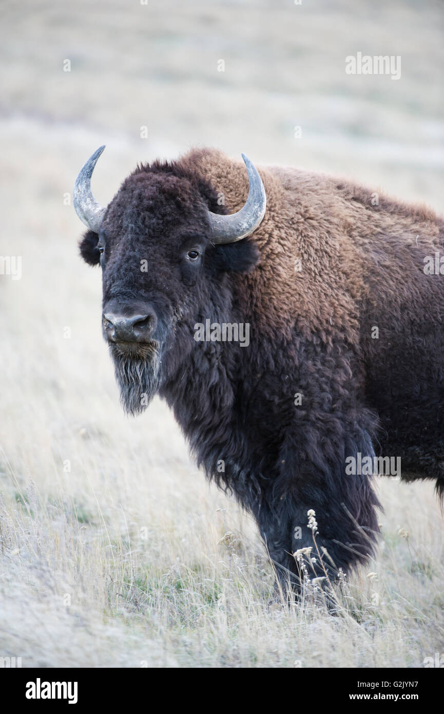 American bison, Bison bison, Montana, USA Banque D'Images