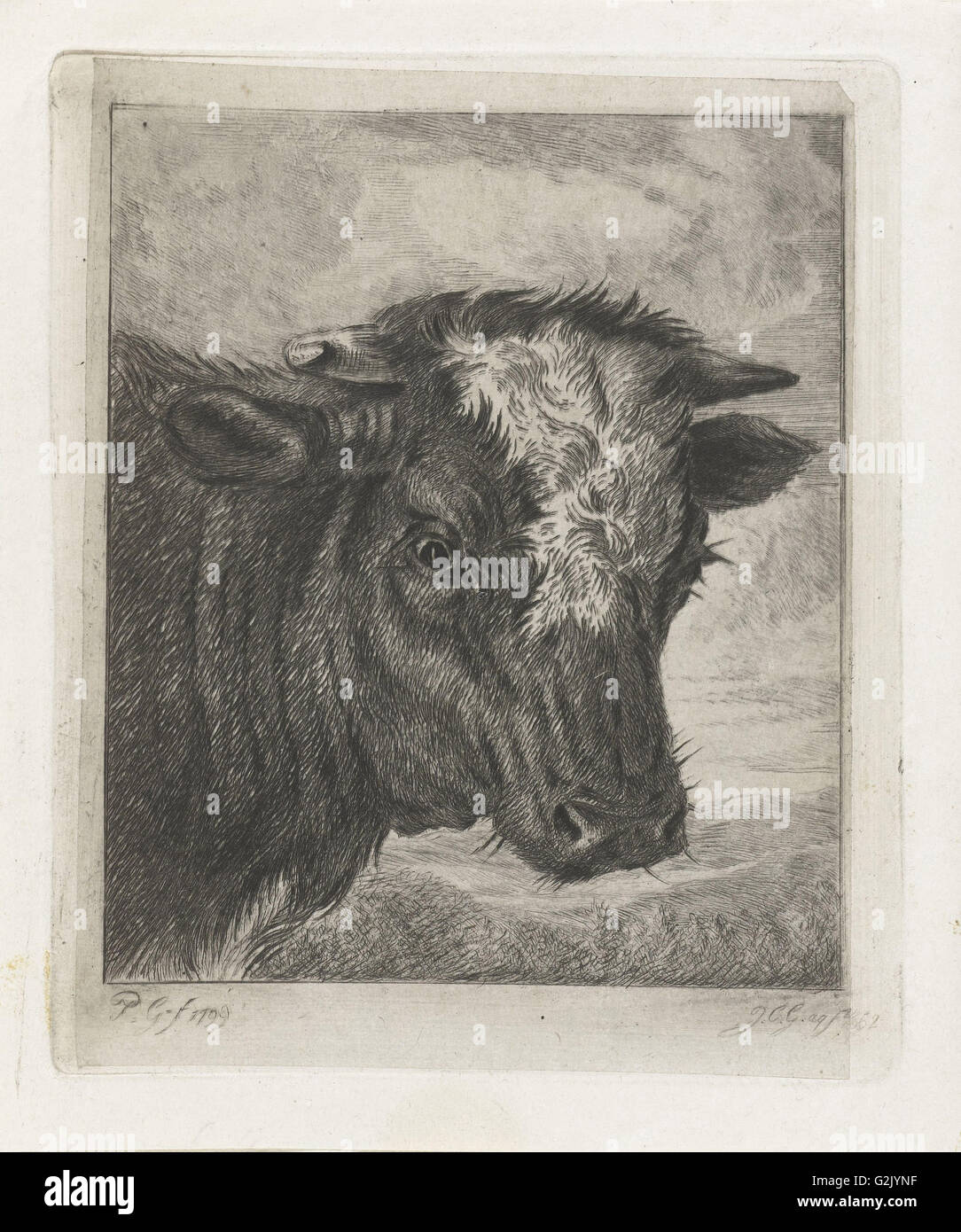 Tête d'une vache avec kol blanc, Jacobus Cornelis Gaal, 1852 Banque D'Images